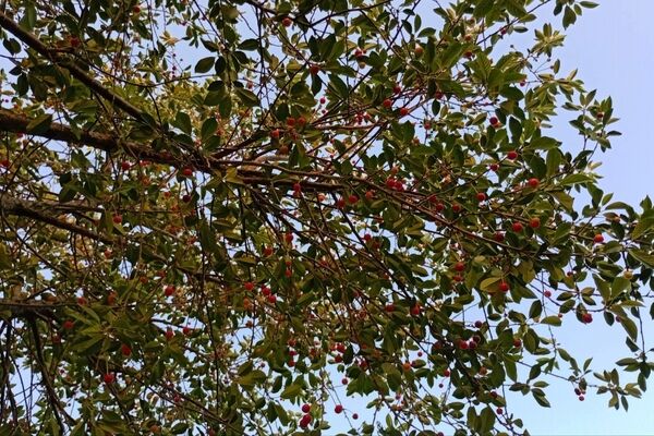 تضادِ سرخ و سبز؛ درنگی در باغ