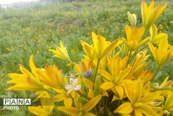 بازگشت بهار؛ آواز دوباره‌ی زندگی