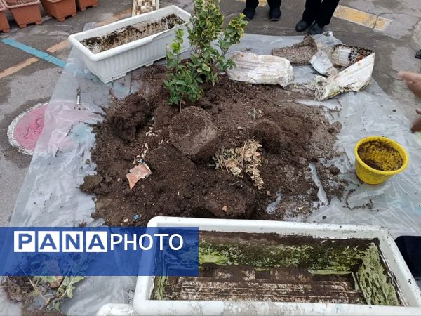 آغاز بهار جوانه سبز سلامتی