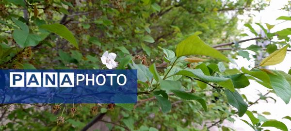 فصل بهار، فرصتی برای سر زندگی روح