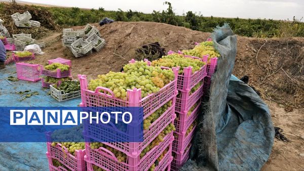 کیل گیری محصولات کشاورزی در شهرستان فاروج