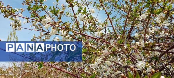 شکوفه‌های بهاری در شهرستان سملقان