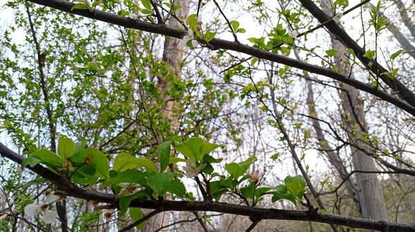 آوای گوش‌نواز بهار در طبیعت شهرستان‌بن