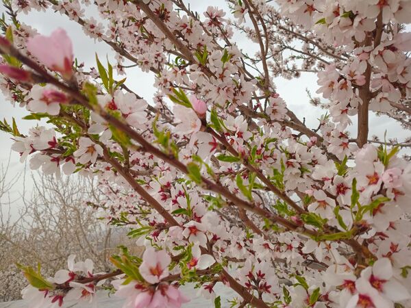 شکوفه‌ درختان، آمدن بهار را مژده می‌‌دهند
