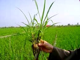 ۲.۲ میلیون هکتار مبارزه با علف‌های هرز در مزارع گندم عملیاتی شد