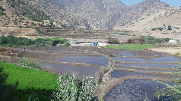 کاشت برنج در روستای بیدله 