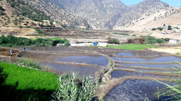 کاشت برنج در روستای بیدله 