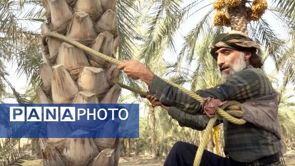 برداشت رطب از نخلستان‌های دالکی دشتستان 