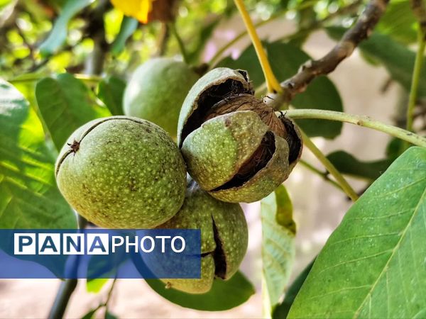 مارکده، سرزمین طلایی بادام و گردو؛ گنجینه‌ای از طعم و سنت در دل سامان