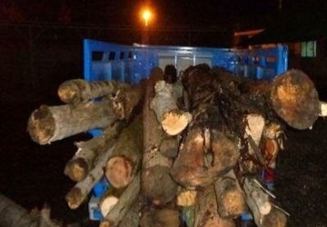 کشف یک تن چوب قاچاق در رباط کریم
