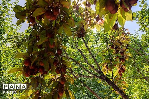 فصل چیدن یاقوت های چشم نواز در شهر بار نیشابور-۲ 