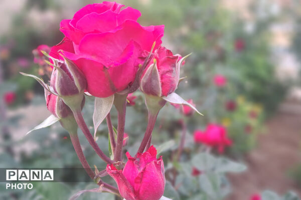 گل‌های زیبای بهاری