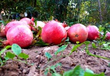 برداشت میوه بهشتی انار در فصل پاییز