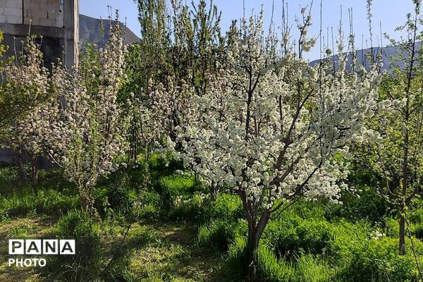 آلبوم تصویری از طبیعت زیبای شهر بار در اردیبهشت‌ماه  ۱۴۰۵ -1