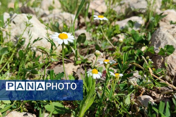 بهار، آغاز دوباره‌ی زندگی طبیعت 