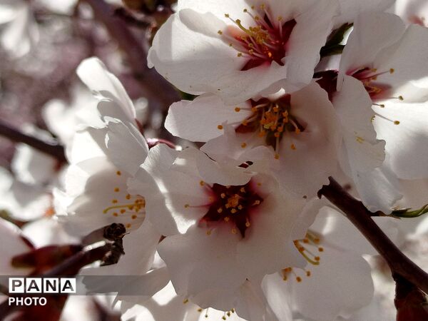 شکوفه‌های بهاری شهر بن، نویدبخش طراوت و زندگی دوباره