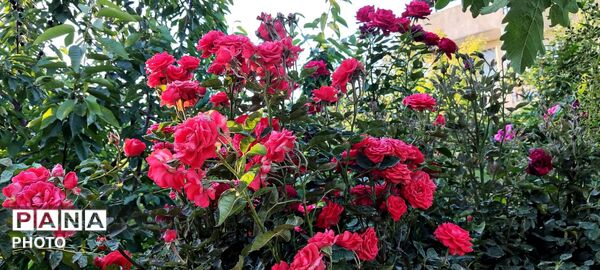  زیبایی های طبیعت باغ های روستای صومعه 