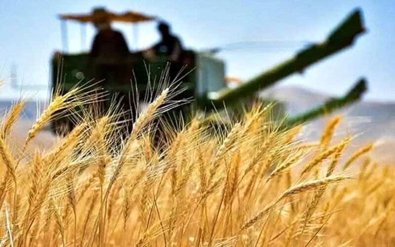 گندم مورد نیاز امسال از داخل تامین می‌شود