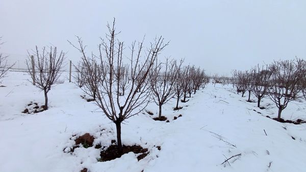 مناظر زیبای باغات روستای بوژمهران پس از بارش برف بهاری ۲۰ سانتیمتری 