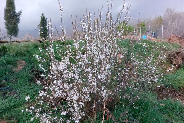 باغ گل ها در شهر گل ها شیراز