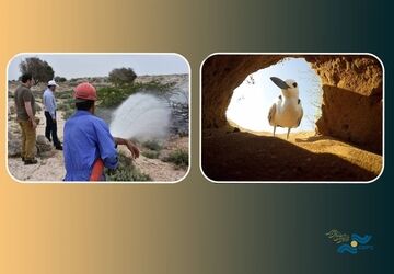 نمایش «شیدور» و «آدریانا مسافری از ایتالیا» در جشنواره «باران»