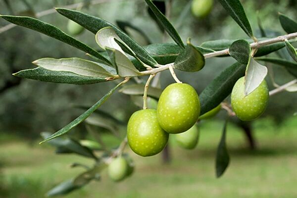 زیتون آبروی کشاورزی استان؛ مثل همیشه اول هستیم، اما بقیه بخش‌ها چه؟