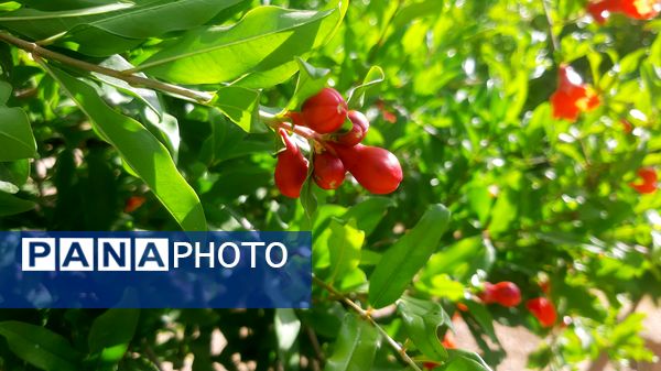 میوه‌های رنگارنگ در لردگان 