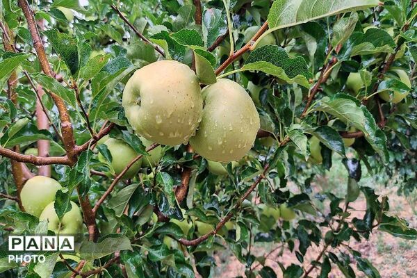 بارش غیر منتظره باران در تابستان ۱۴۰۵شهر بار نیشابور