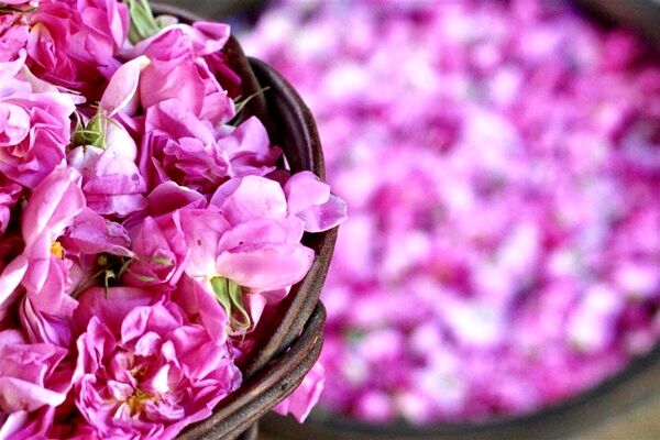۲۰ اردیبهشت؛ طلوع روایتی از گل و گلاب