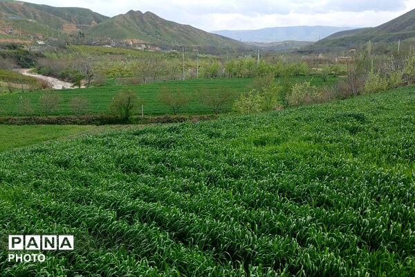 شکوفه‌های بهاری استان خراسان شمالی 