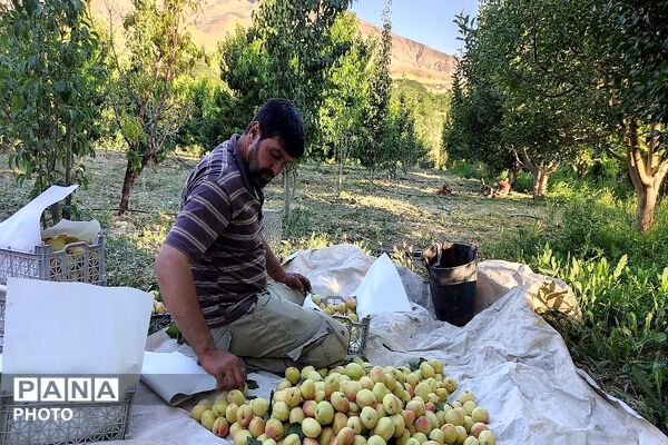 فصل چیدن یاقوت های چشم نواز در شهر بار نیشابور-۱