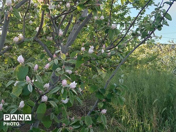 رویش شکوفه ها در روستای فرخ آباد