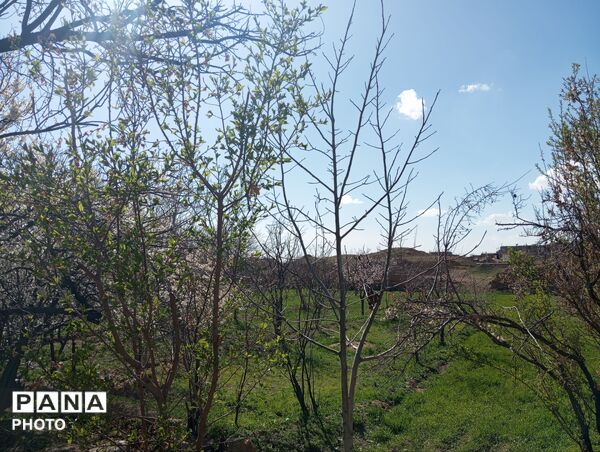 شکوفه دادن درختان روستای فیروزه