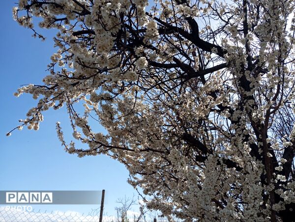 شکوفه دادن درختان روستای فیروزه