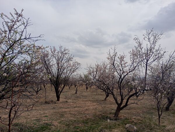  شکوفه های بهاری در روستای گزکوه