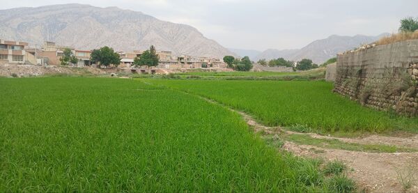 برنج‌کاری در لردگان؛ نماد زندگی و فرهنگ محلی