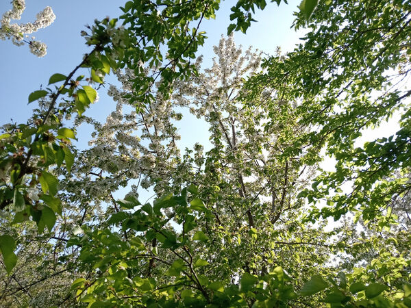 جلوه‌هایی از طبیعت تابستانی خلجستان و جعفرآباد قم