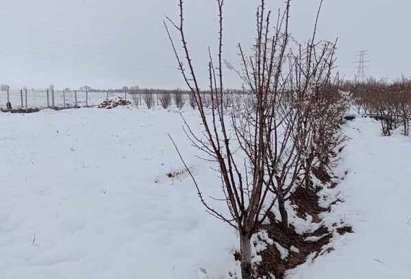 مناظر زیبای باغات روستای بوژمهران پس از بارش برف بهاری ۲۰ سانتیمتری 