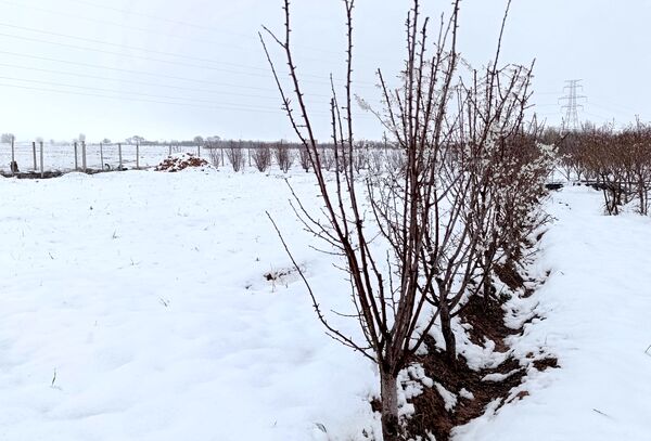 مناظر زیبای باغات روستای بوژمهران پس از بارش برف بهاری ۲۰ سانتیمتری 