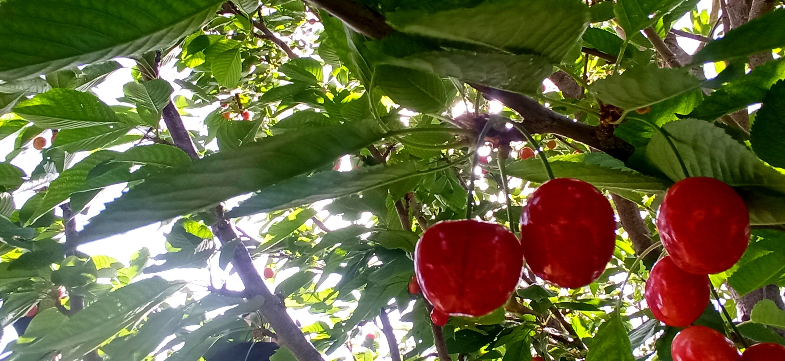 آغاز فصل چیدن؛ باغ‌های جلگه رخ میزبان میوه‌های تابستانی 