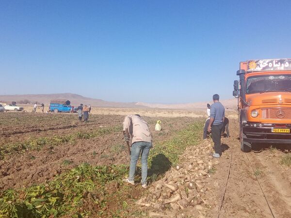 برداشت چغندر قند از مزارع دشت گل آغاز شد