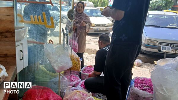 تویسرکان غرق در عطر؛ طلای سرخ و زرد در فصل برداشت به بازار آمد