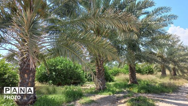 طبیعت هرگز تکراری و خسته‌کننده نمی‌شود
