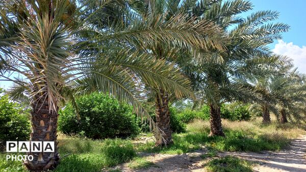 طبیعت هرگز تکراری و خسته‌کننده نمی‌شود