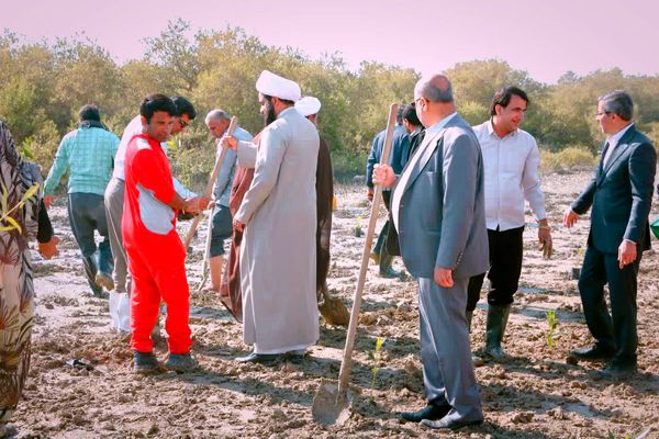 ۲۵۰۰‌ اصله‌ نهال‌حرا‌ در‌ بندرخمیر‌ کاشته‌ شد