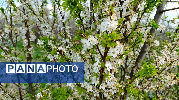 رویداد آیین باستانی سیزده بدر نیشابور در روز طبیعت از  قاب خبرنگاران پانا