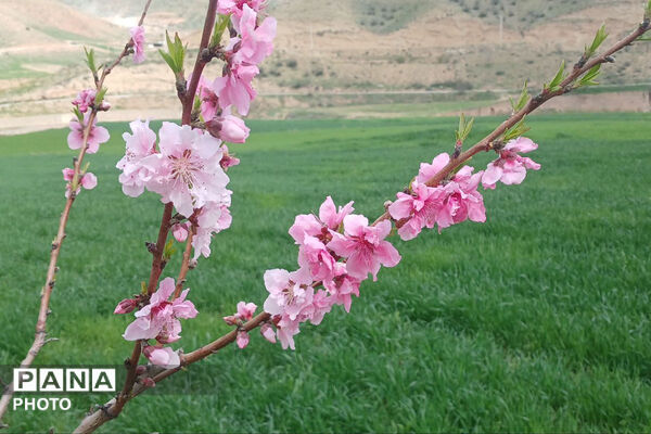 شکوفه‌های بهاری استان خراسان شمالی 