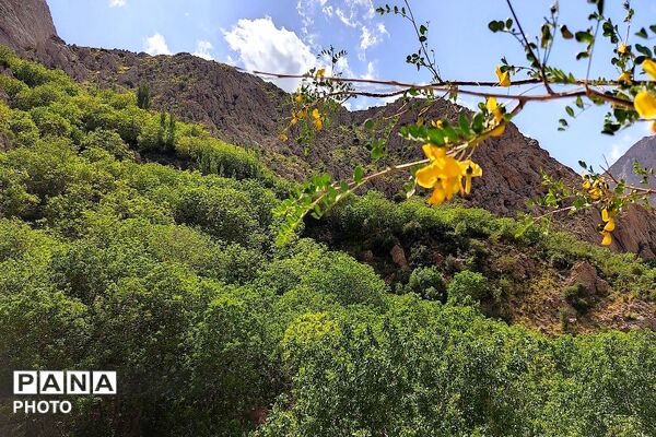 کوه های شهر بار ذخیره‌گاه گیاهان ارزشمند و کم نظیر دارویی 