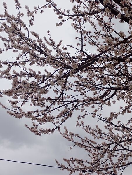  شکوفه های بهاری در روستای گزکوه