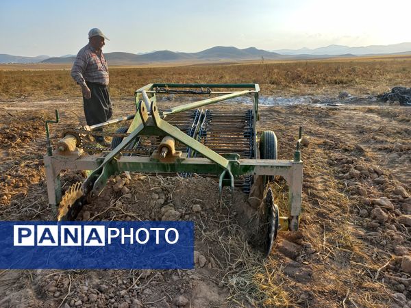 برداشت محصول سیب زمینی در روستای داغیان